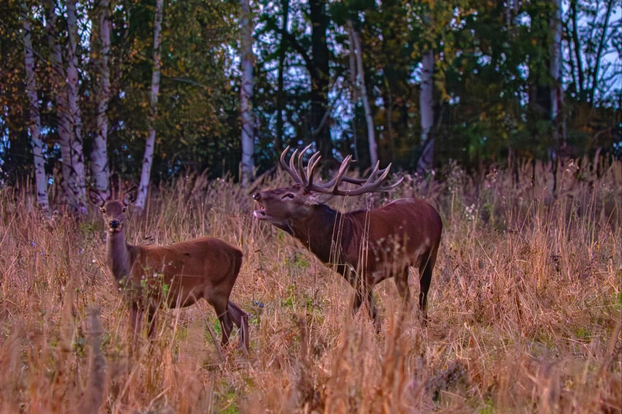 Охотничье хозяство «Клён»