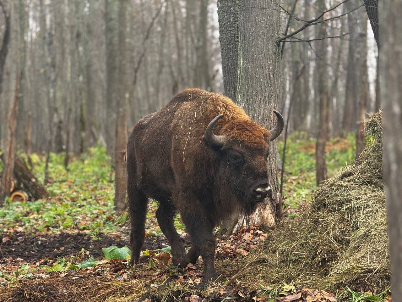 В Мордовский заповедник приезжают новые зубры!