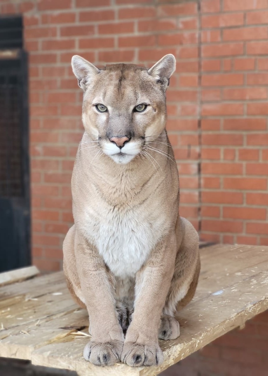 Показательное кормление пумы