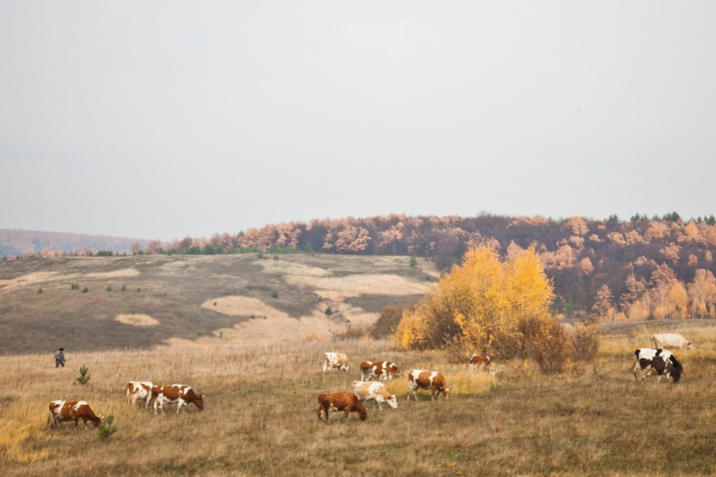Ош пандо (Город на горе) 