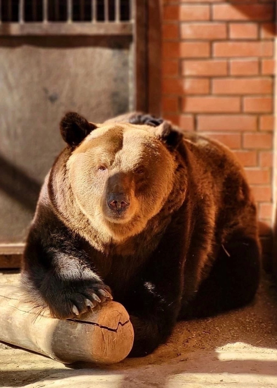 Масленица. Показательное кормление медведя