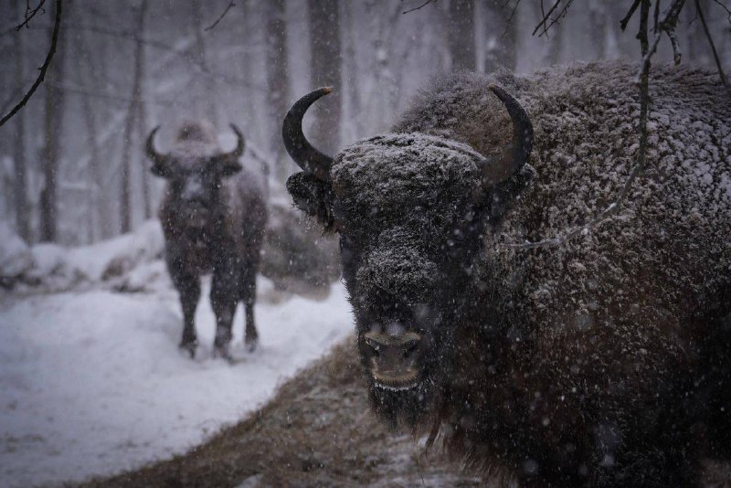 В Мордовский заповедник привезут новых зубров