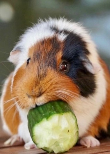 Показательное кормление морских свинок