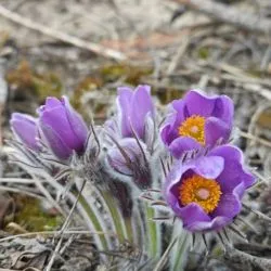 Заповедная Мордовия (весна)